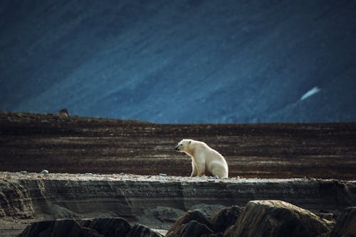 Безкоштовне стокове фото на тему «білий ведмідь, Вибірковий фокус, застуда»