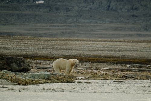 冷, 動物攝影, 北極熊 的 免费素材图片
