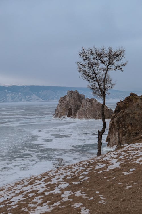 A lone tree on the shore of a frozen lake