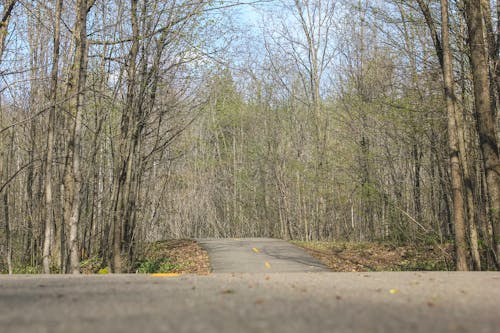 Бесплатное стоковое фото с асфальт, дорога, лес