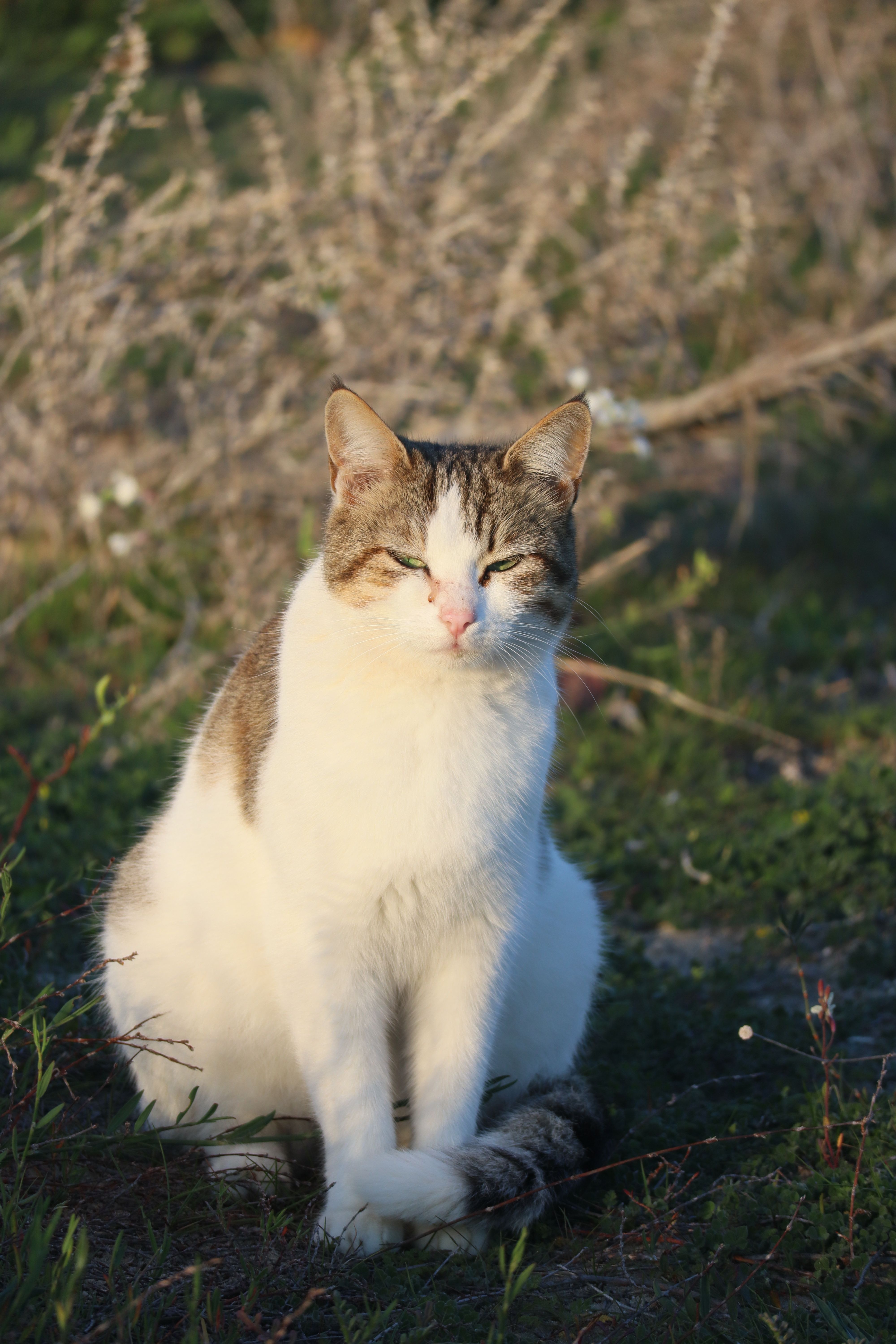A Cat Sitting on the Ground · Free Stock Photo