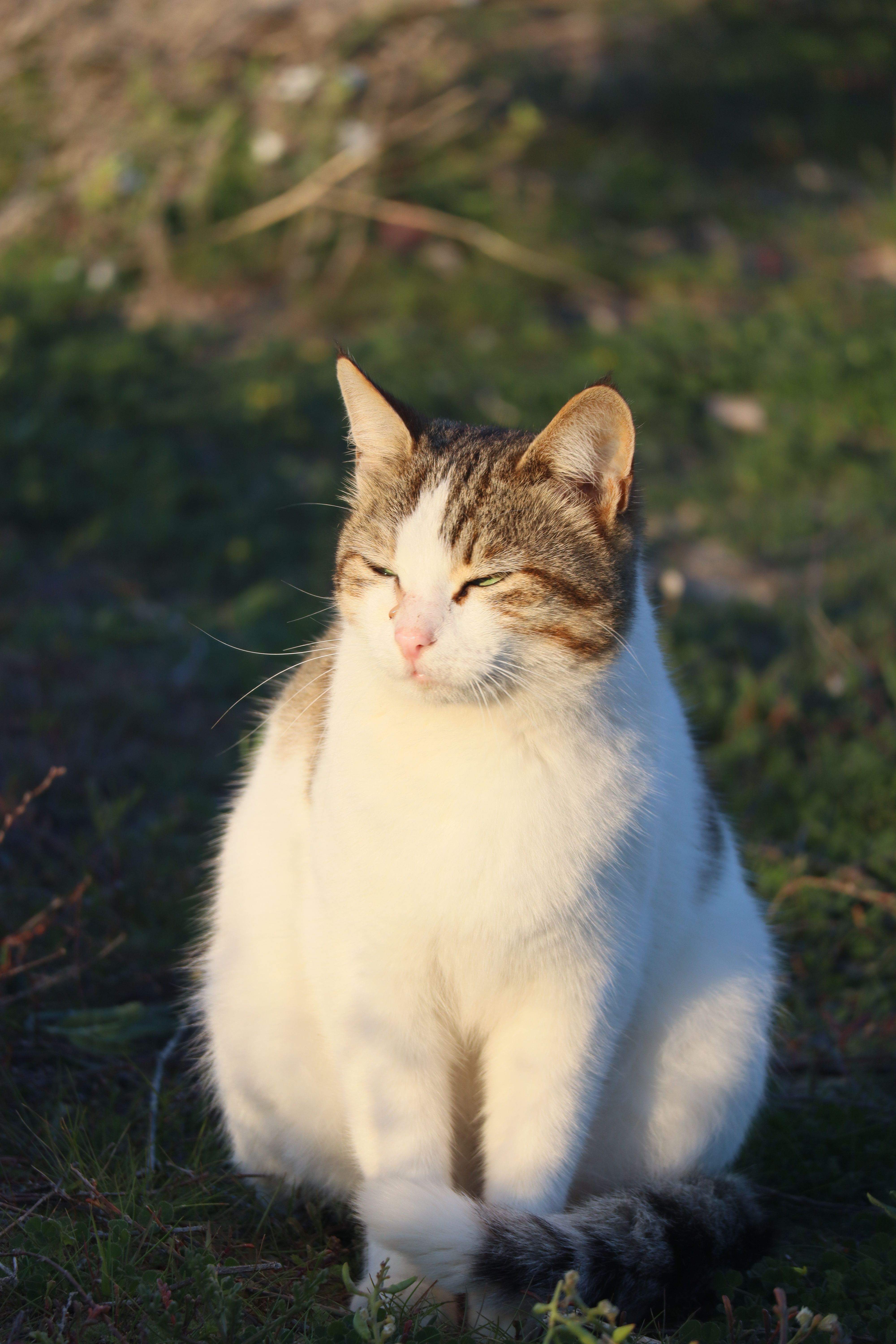 A tranquil cat sitting outside in Mersin, Türkiye under warm daylight.