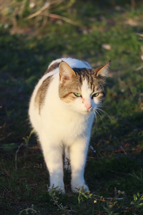 Fluffy Cat on Grass