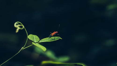 A bug on a leaf in the dark