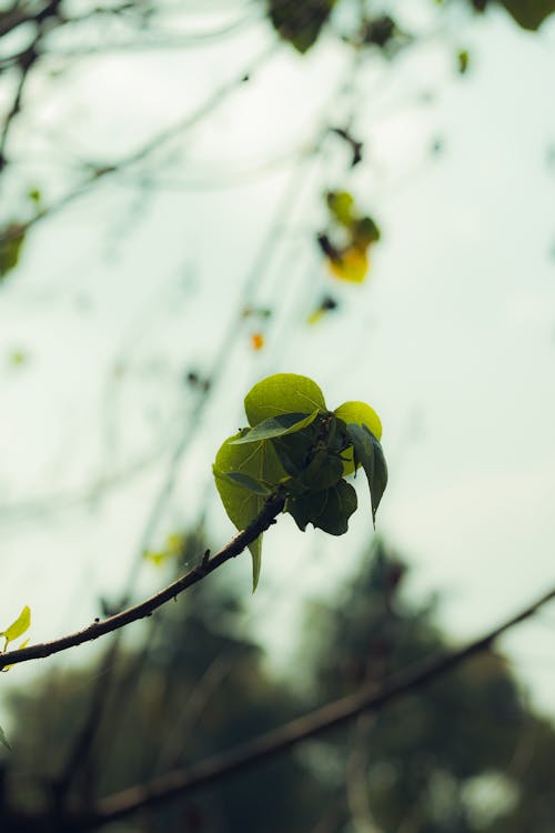 Free stock photo of aesthetic background, autumn leaves, beige tones