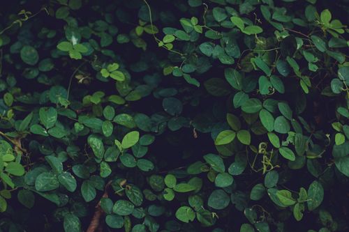 Free Close-up of lush green leaves showcasing natural beauty and growth. Stock Photo