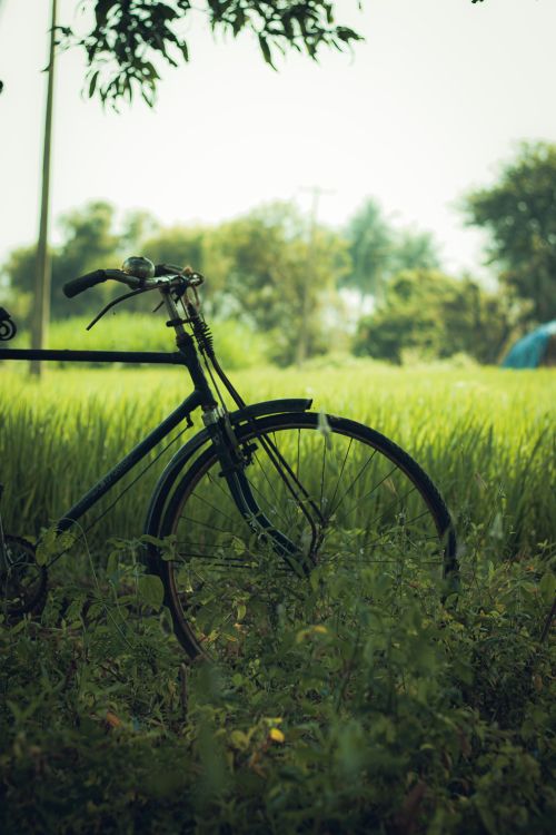 Free A vintage bicycle rests in a lush green field under a leafy tree. Stock Photo