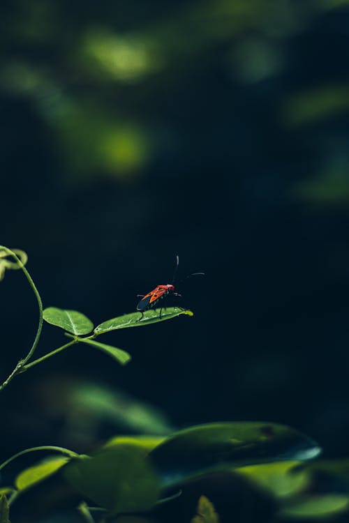 A bug on a leaf in the forest