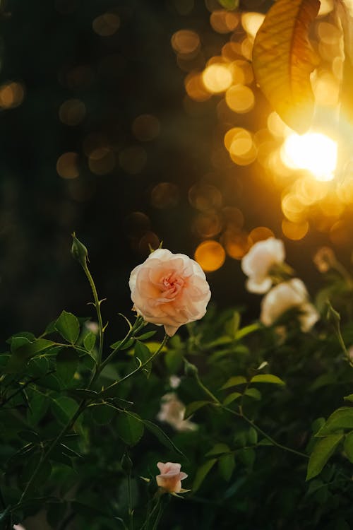 Peach Roses at Sunset