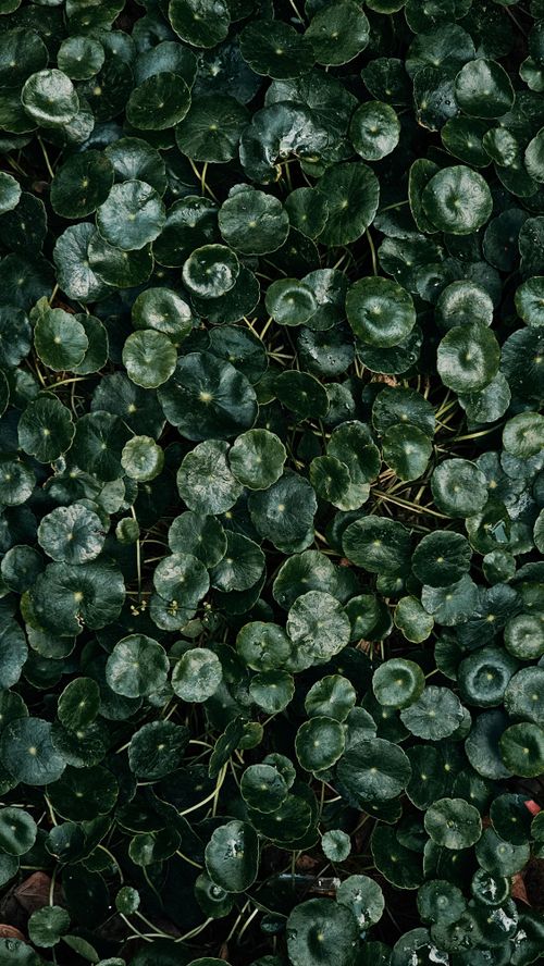 Free Dense green plant leaves forming a beautiful natural texture in India. Stock Photo