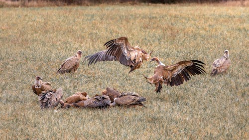 Foto profissional grátis de abutre, abutres, alimentação