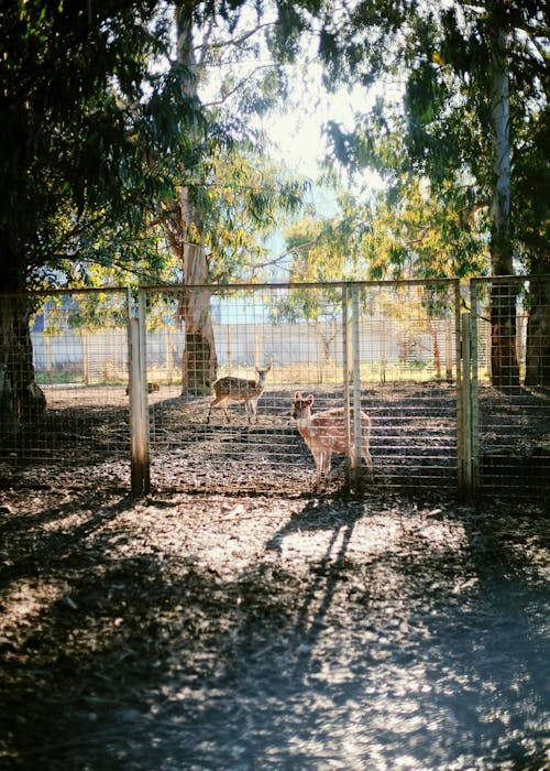Foto d'estoc gratuïta de animals, arbres, en captivitat