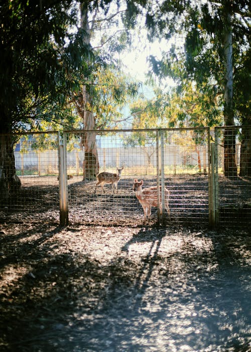 A dog is standing in a fenced in area