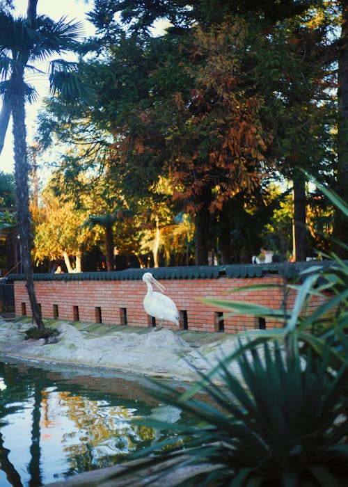 Darmowe zdjęcie z galerii z pionowy strzał, ptak, wielki biały pelikan