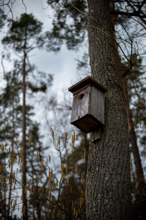Free A wooden birdhouse mounted on a tree trunk in a serene forest setting during springtime. Stock Photo