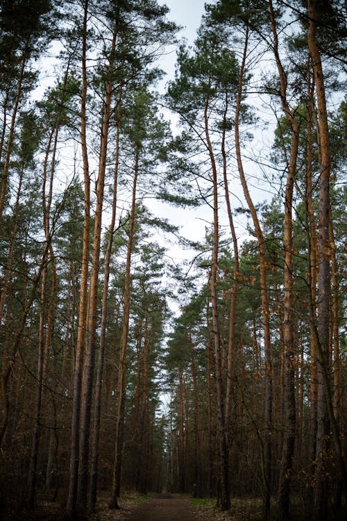 A forest path with tall trees and tall pine trees