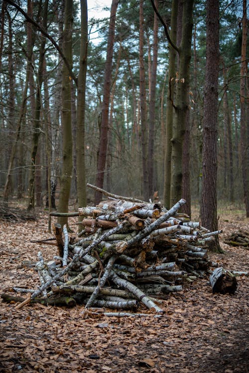 Foto stok gratis cabang, hutan, kayu