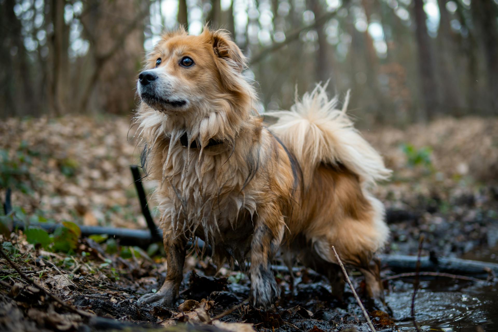 Un petit chien mouillé sort d'un ruisseau de forêt