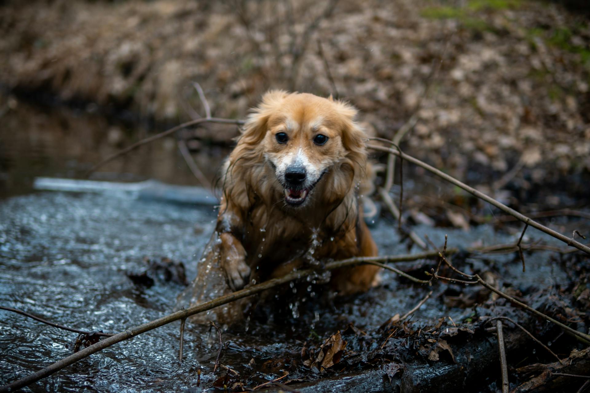 En liten hund som springer genom en bäck i skogen