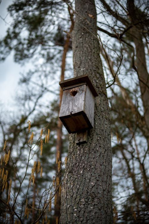 Free A vintage wooden birdhouse mounted on a tree in a serene forest environment. Stock Photo