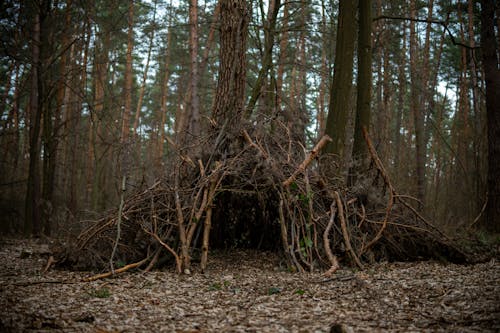 Shelter Made of Branches in the Forest