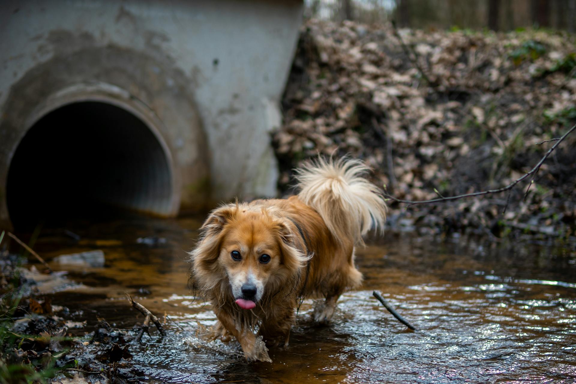 Een kleine hond die in de beek loopt