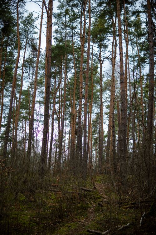 Free Tall pine trees create a serene forest landscape with a carpet of green moss. Stock Photo