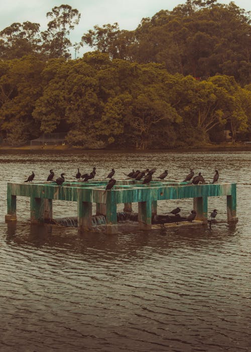 A group of birds sitting on a dock in the water