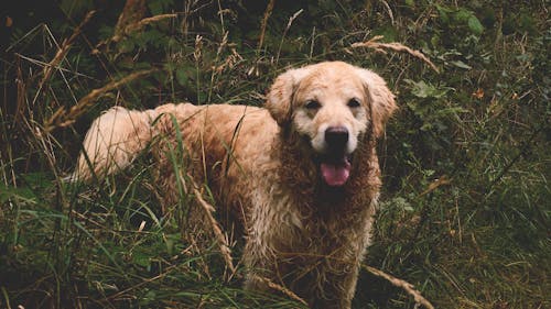 Dorosły Golden Retriever Na Trawie Pole