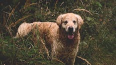 一只欢快的金毛猎犬站在郁郁葱葱的绿植间，散发着温暖与嬉戏的气息