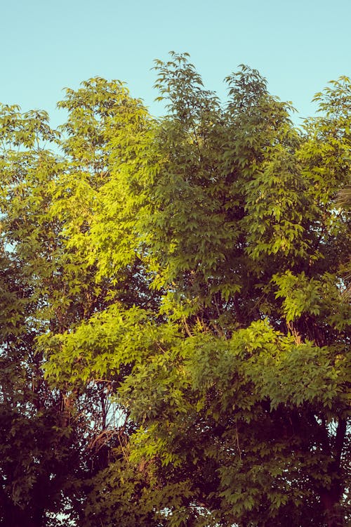 Бесплатное стоковое фото с вертикальный выстрел, деревья, листва