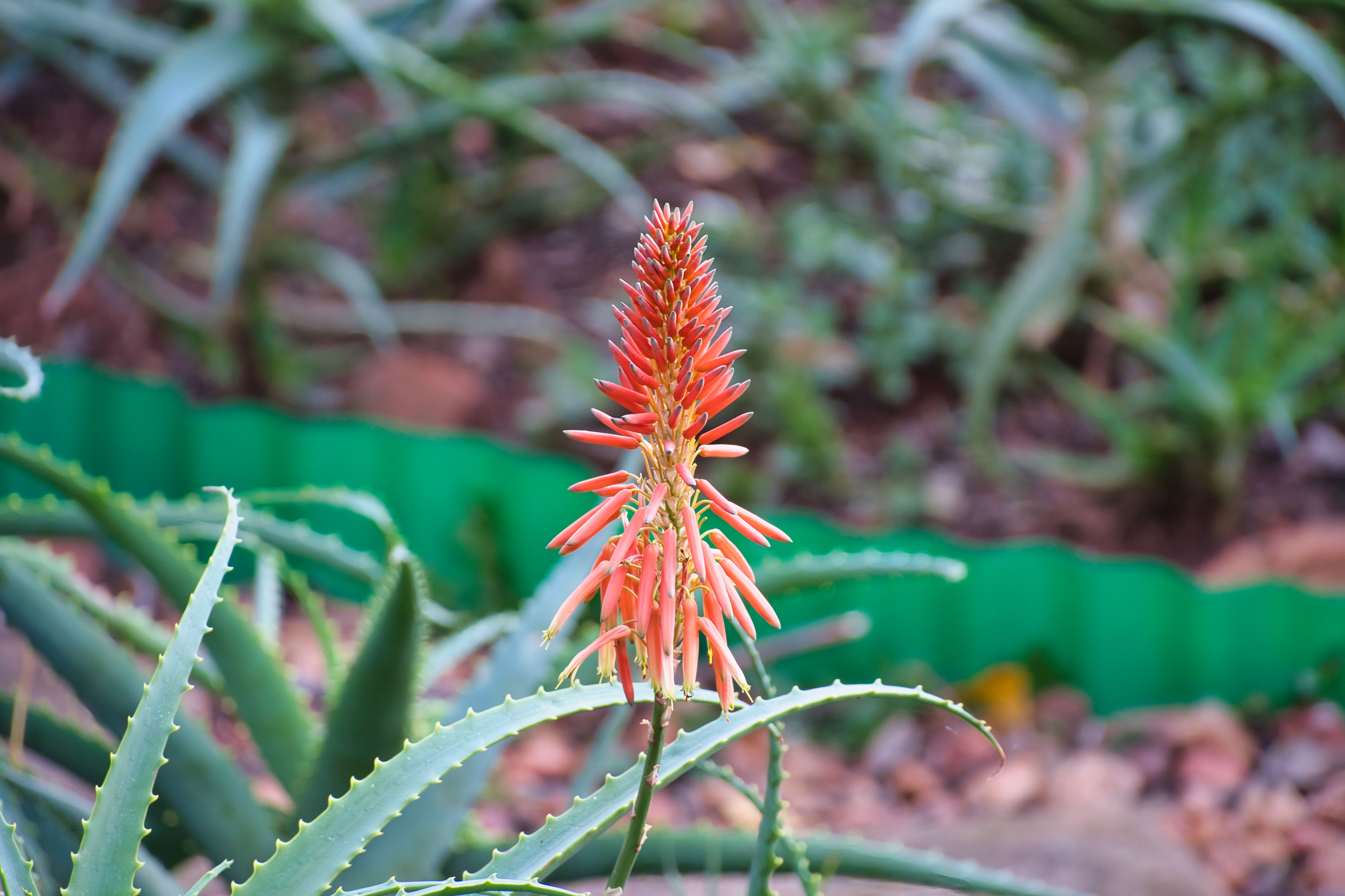 Vibrant red Krantz aloe flower with spiky leaves in a Pretoria garden setting, showcasing natural beauty.