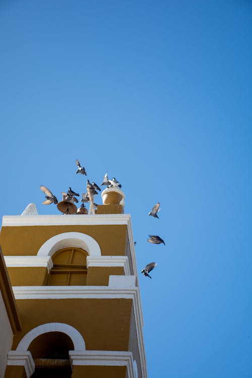 güvercinler, kilise, kilise mimarisi içeren Ücretsiz stok fotoğraf