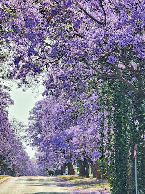 Foto d'estoc gratuïta de carretera, flors, fons de pantalla per al mòbil