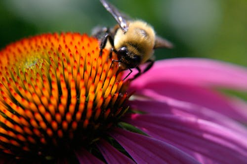 Bumble Bee on an Echinacea Flower