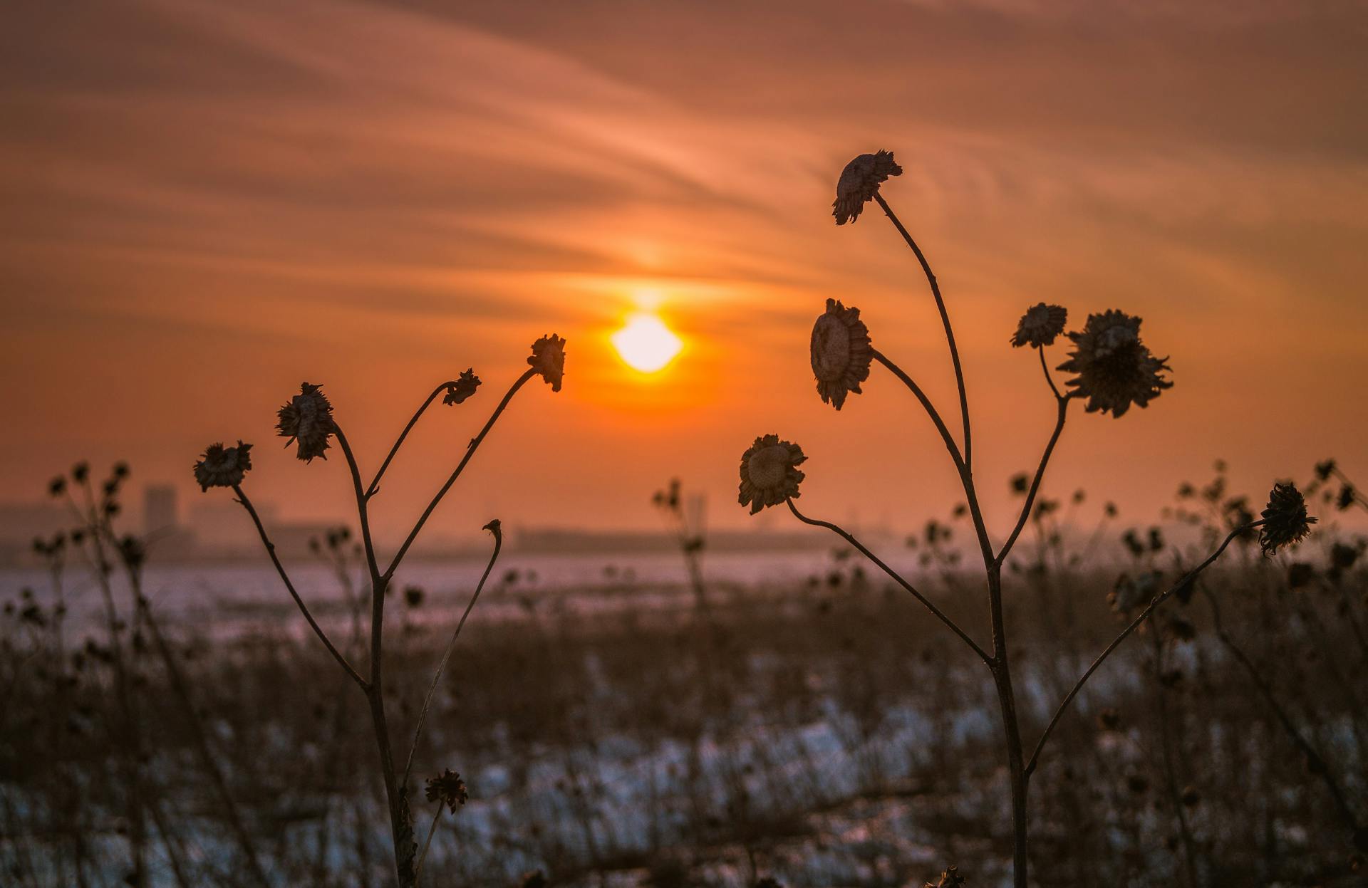 Dramatic sunset casting warm hues over wildflowers in rural Kosovo Polje field.