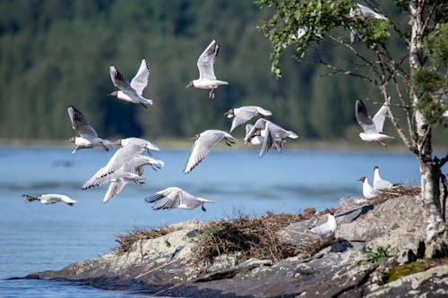 A flock of birds flying over a body of water