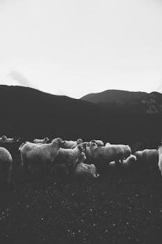 一群羊在山中平静地吃草，被一只黑白相间的动物捕获