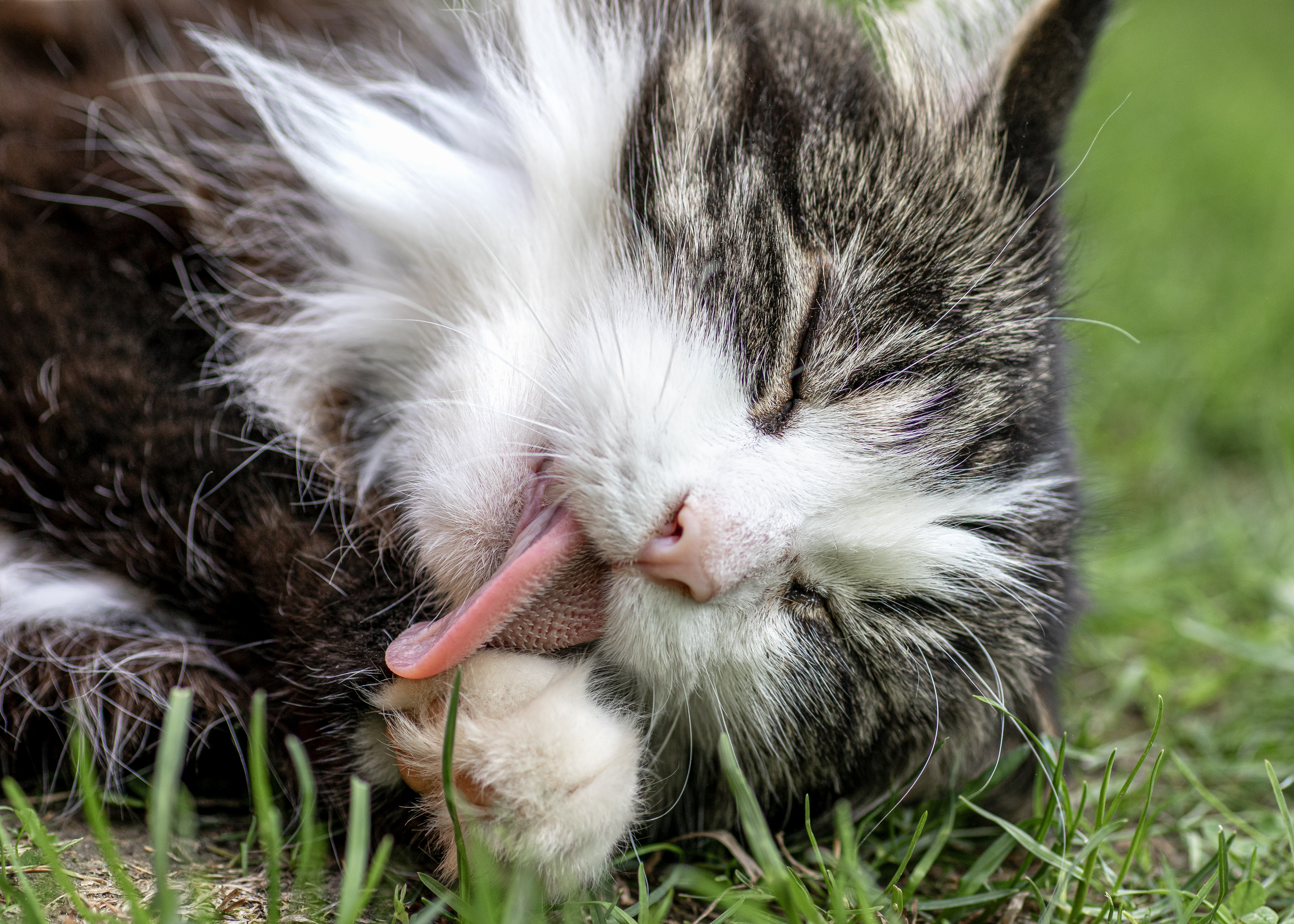 Close-up of a fluffy cat licking its paw while laying on grass, captured in natural light.