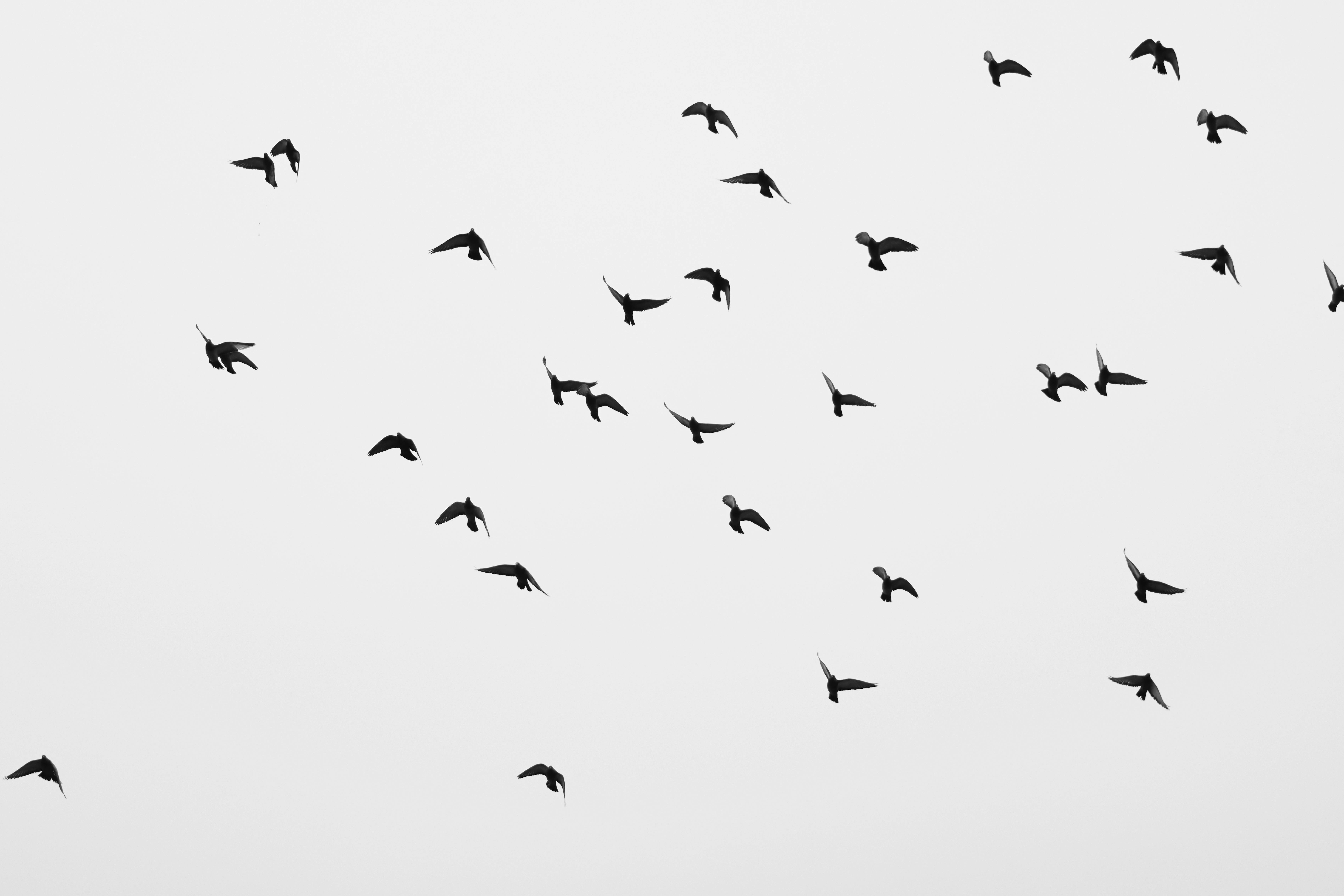 Photo Of Crow Photos Download The BEST Free Photo Of Crow Stock Photos photo-of-crow-photos-download-the-best-free-photo-of-crow-stock-photos