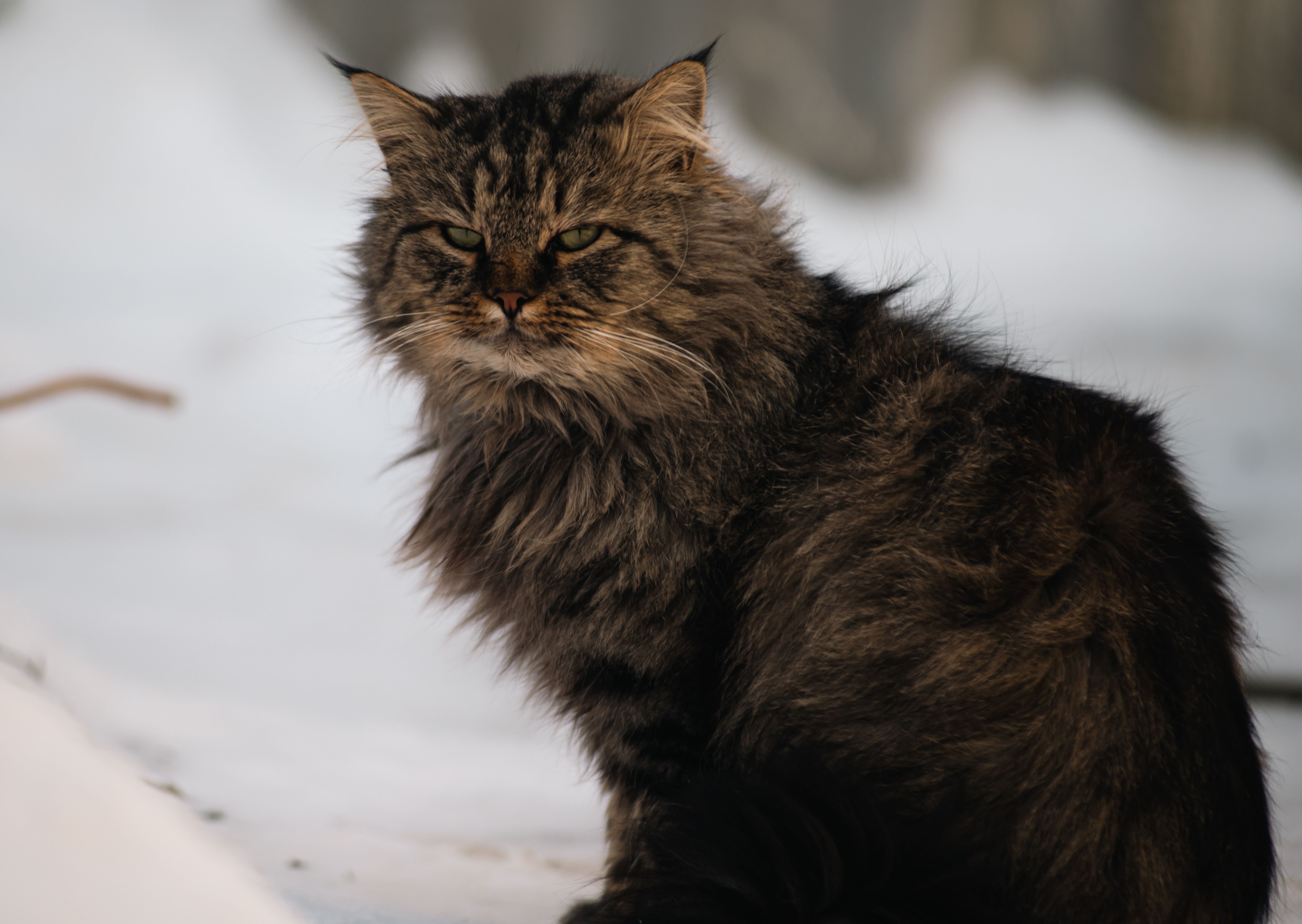 5. The Siberian: The Mighty, Hypoallergenic Hunter