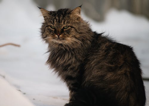 Ilmainen kuvapankkikuva tunnisteilla eläinkuvaus, flunssa, kissa