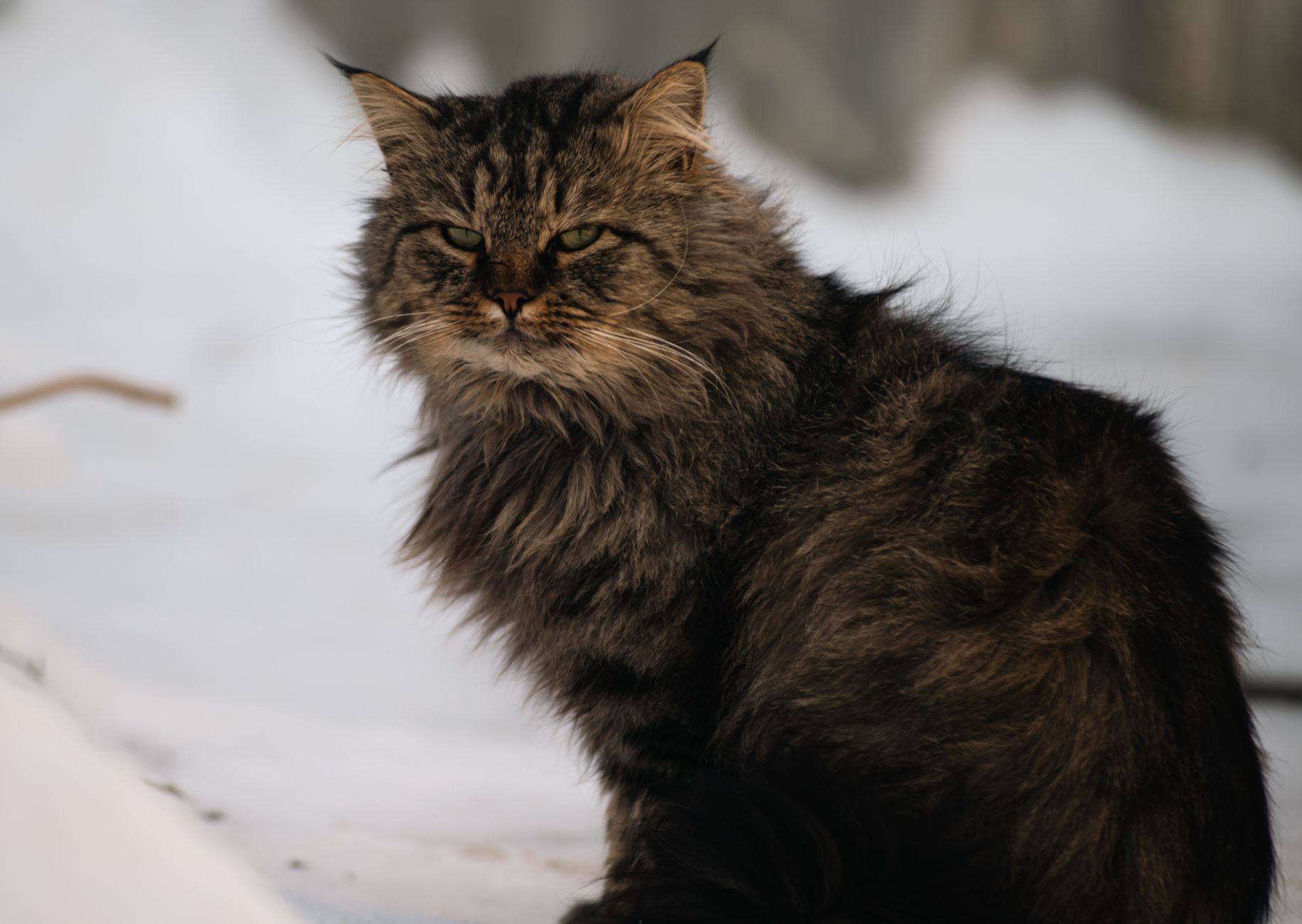 5. The Siberian: The Mighty, Hypoallergenic Hunter