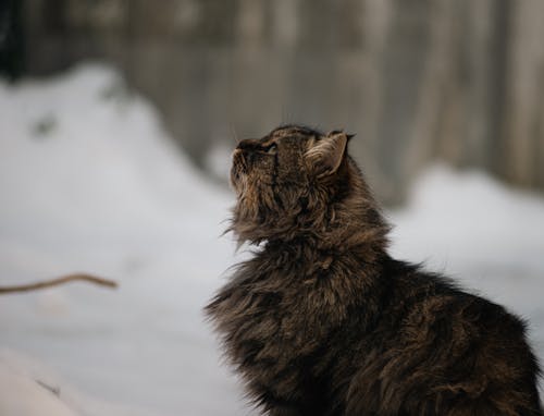 A cat is looking up at the sky