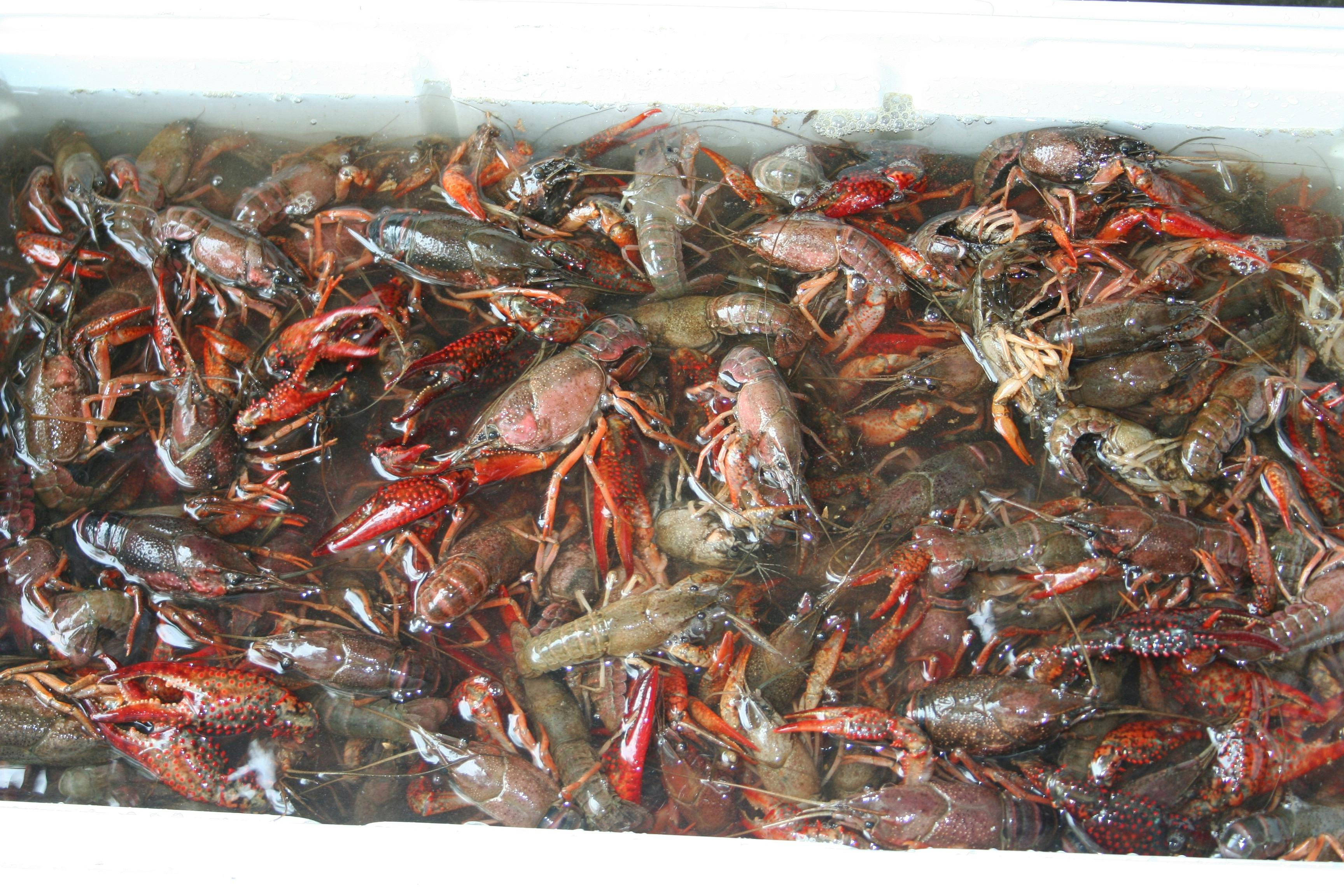 Free stock photo of crawfish, mudbugs