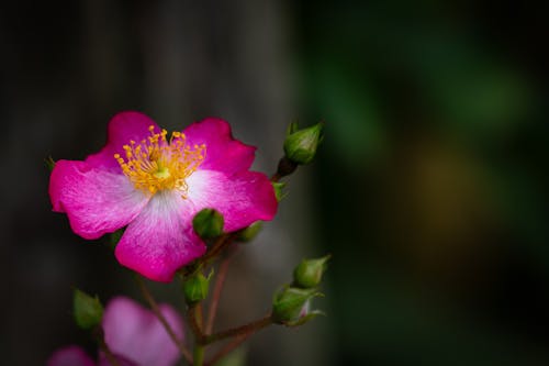 Flower Rosa Rubiginosa