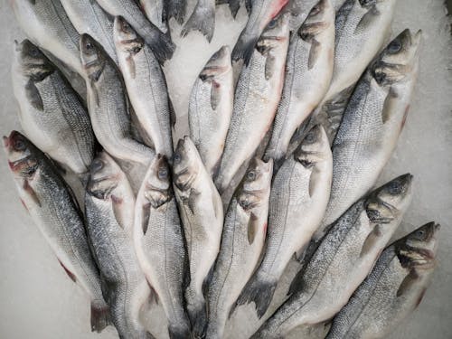 Free Bunch of Grey Fish Stock Photo