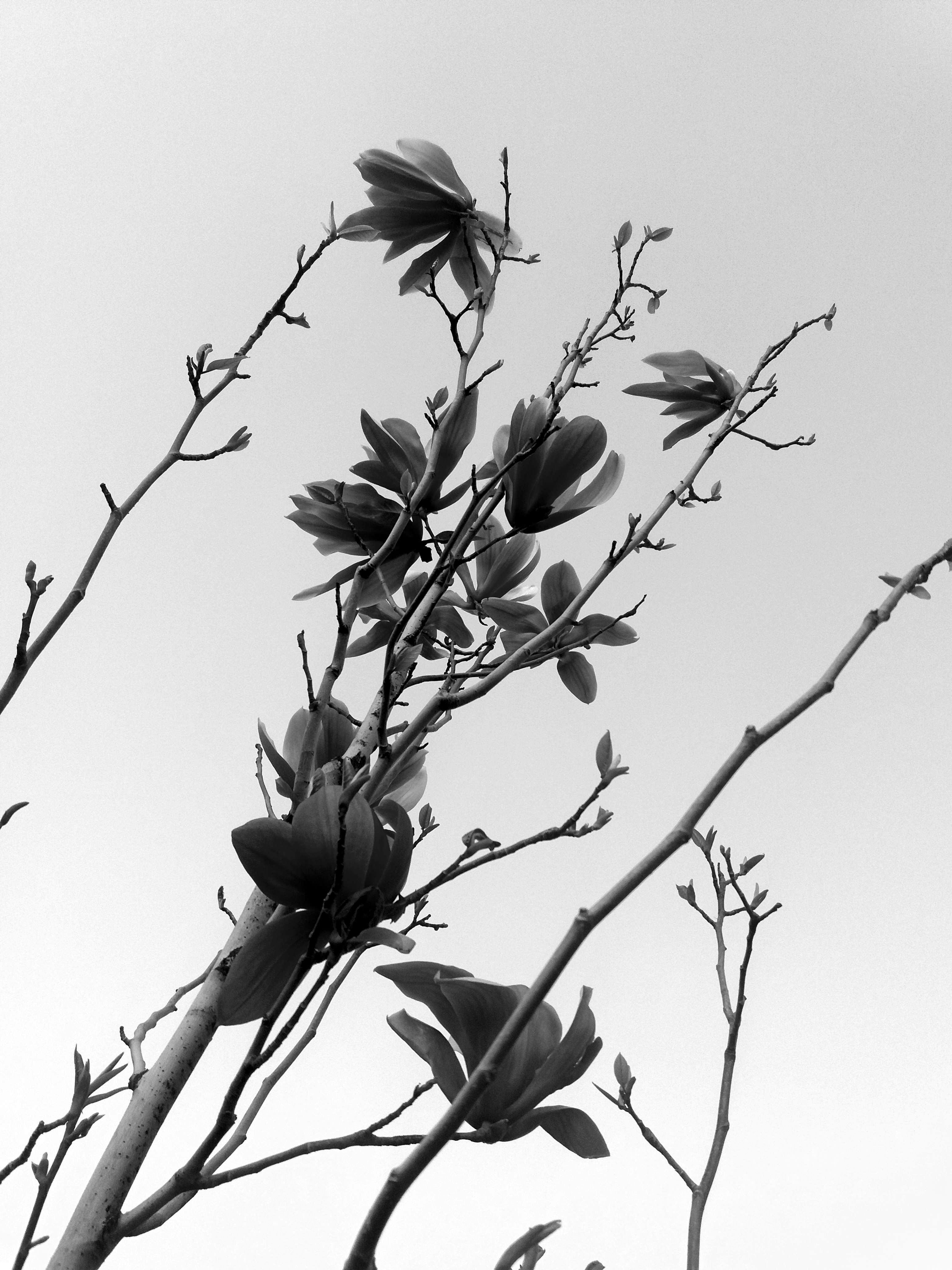 Artistic capture of tree branches and blossoms in monochrome with a clear sky background.