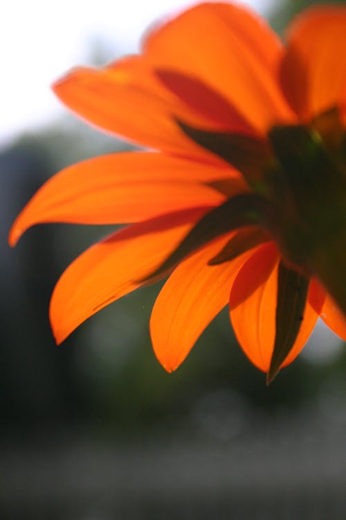 Orange flower from beneath