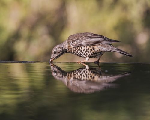 Free A song thrush drinking water with its reflection on a calm surface in a natural setting. Stock Photo